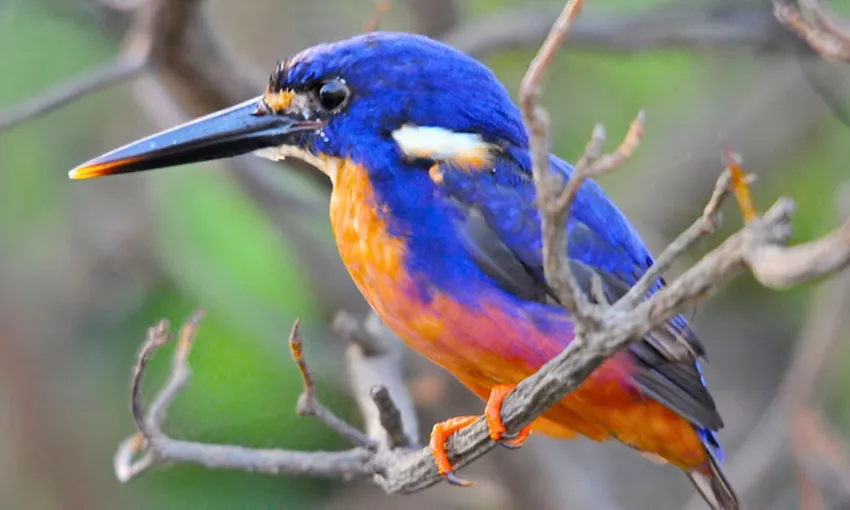 Corroboree Billabong Sunrise Cruise - 2 Hours | Experience Oz