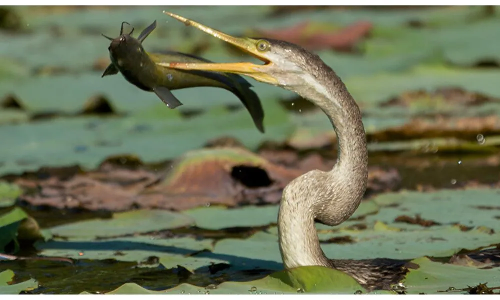 Corroboree Billabong Sunrise Cruise - 2 Hours | Experience Oz-6