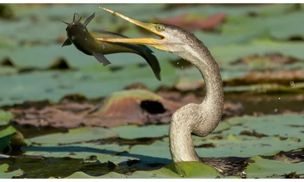 Corroboree Billabong Sunrise Wildlife Cruise - 2 Hours