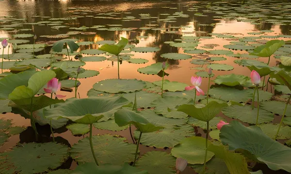 Corroboree Billabong Sunset Wildlife Cruise - 2 Hours