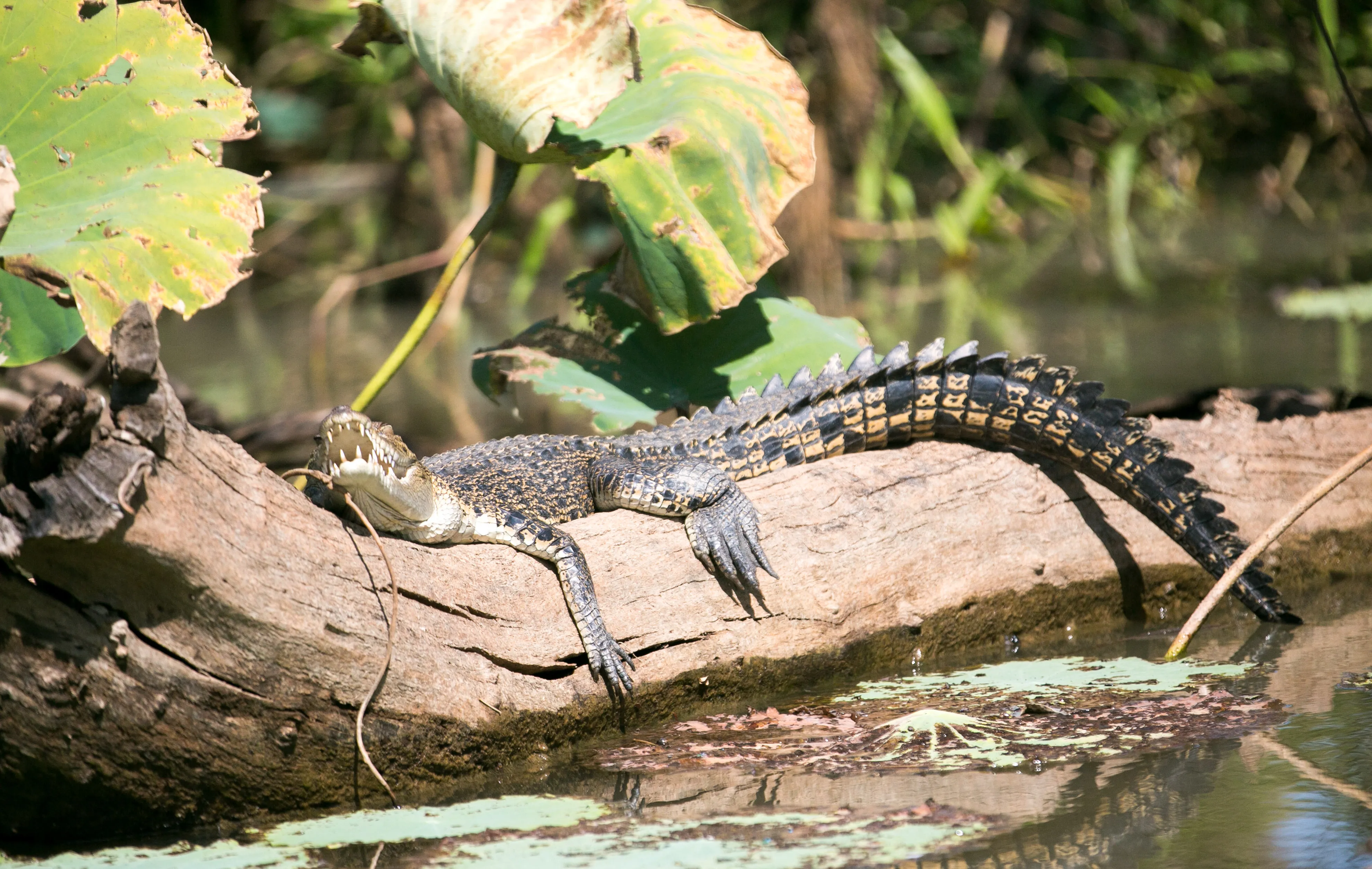 Corroboree Billabong Lunch Cruise - 2.5 Hours | Experience Oz-6