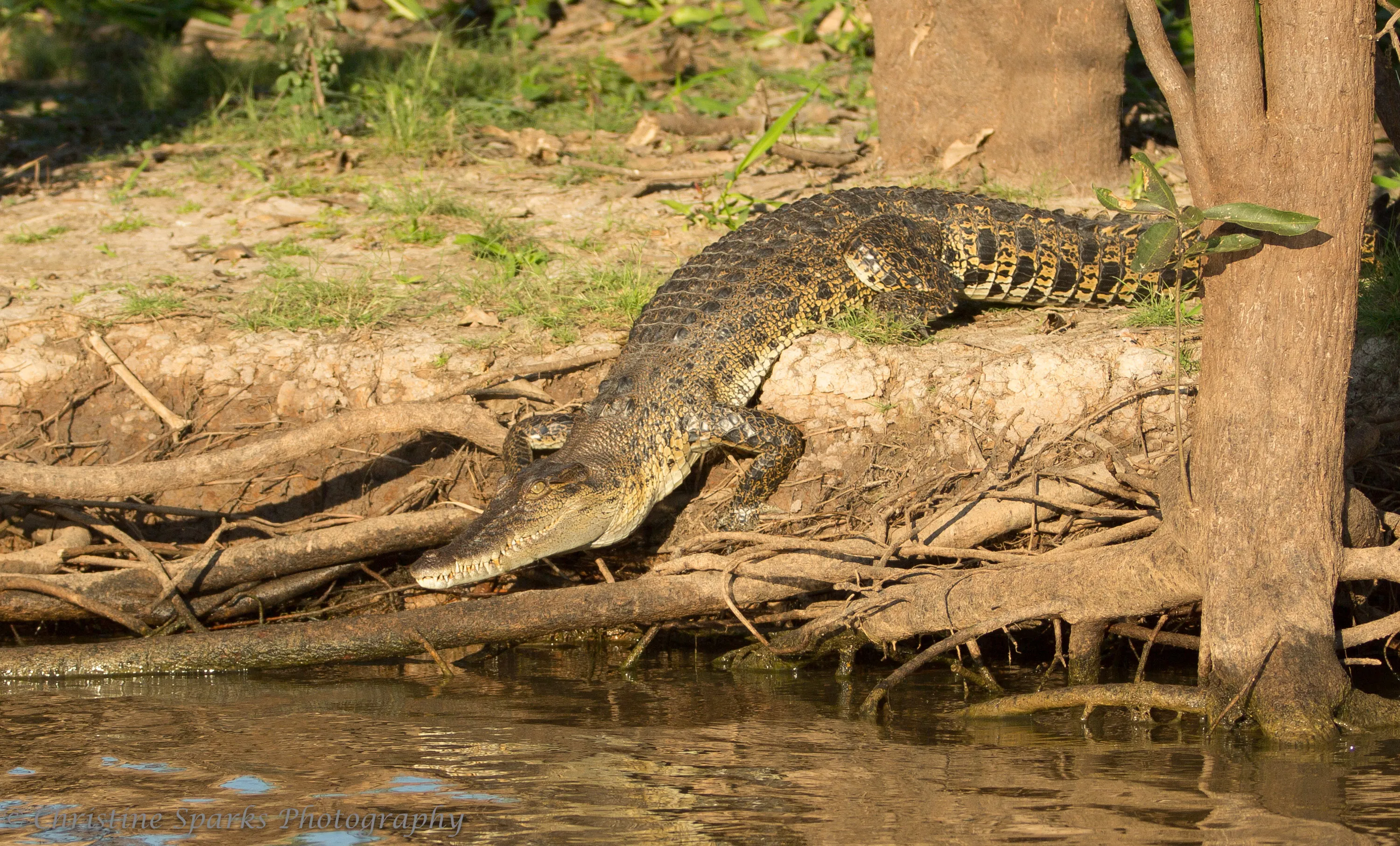 Corroboree Billabong Lunch Cruise - 2.5 Hours | Experience Oz-4