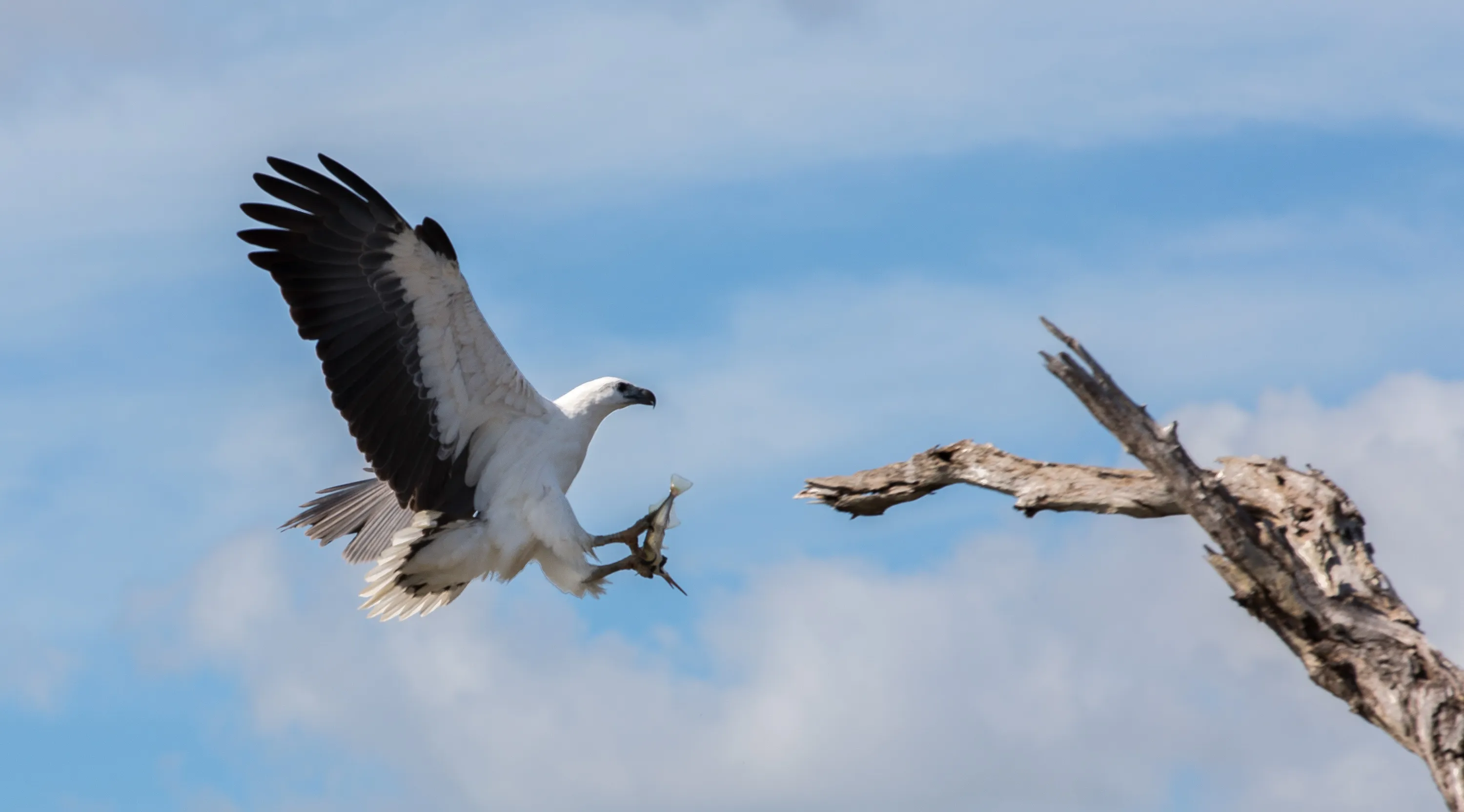 Corroboree Billabong Lunch Cruise - 2.5 Hours | Experience Oz-3