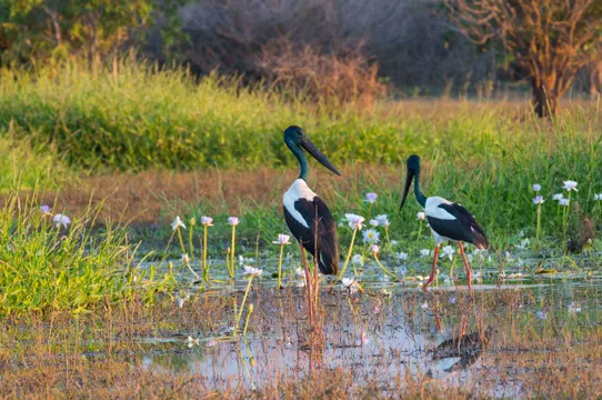 Corroboree Billabong Lunch Wildlife Cruise - 2.5 Hours