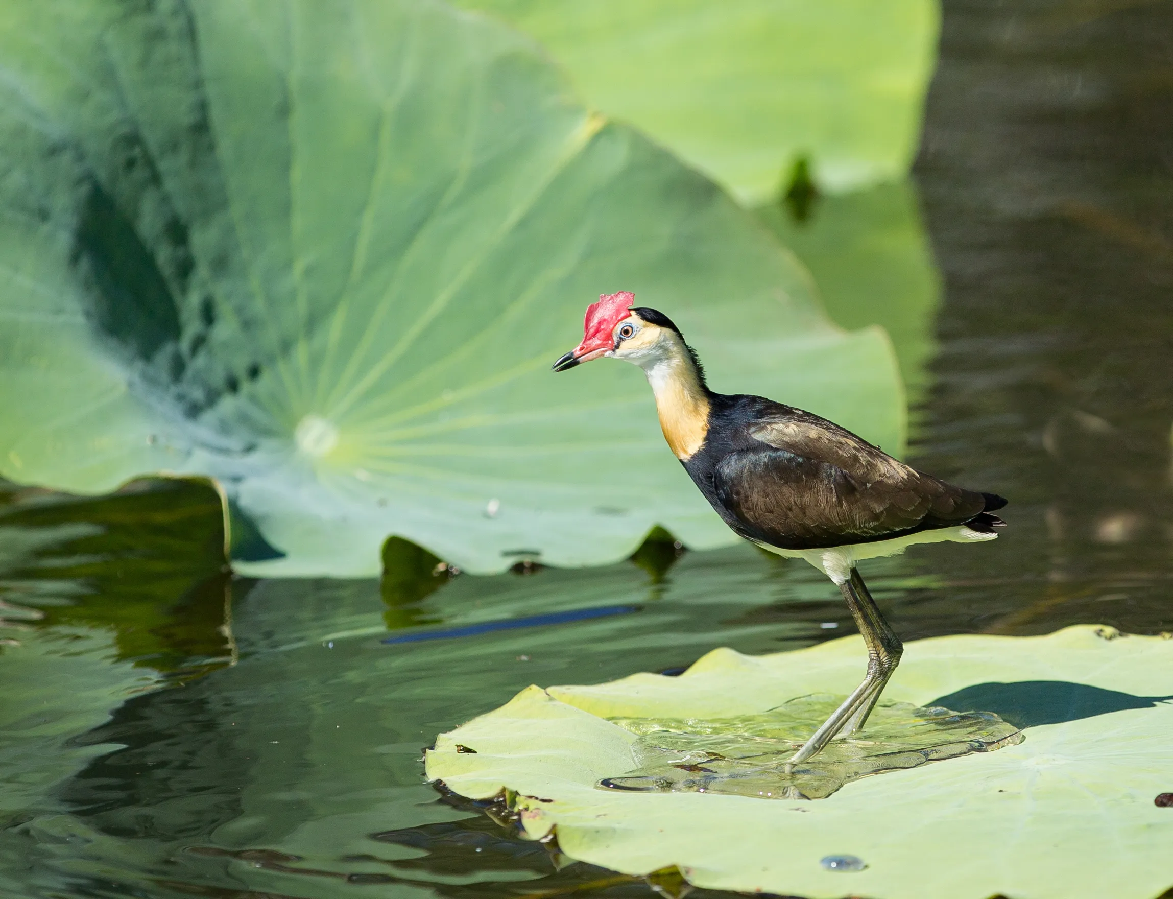 Corroboree Billabong Lunch Cruise - 2.5 Hours | Experience Oz-2