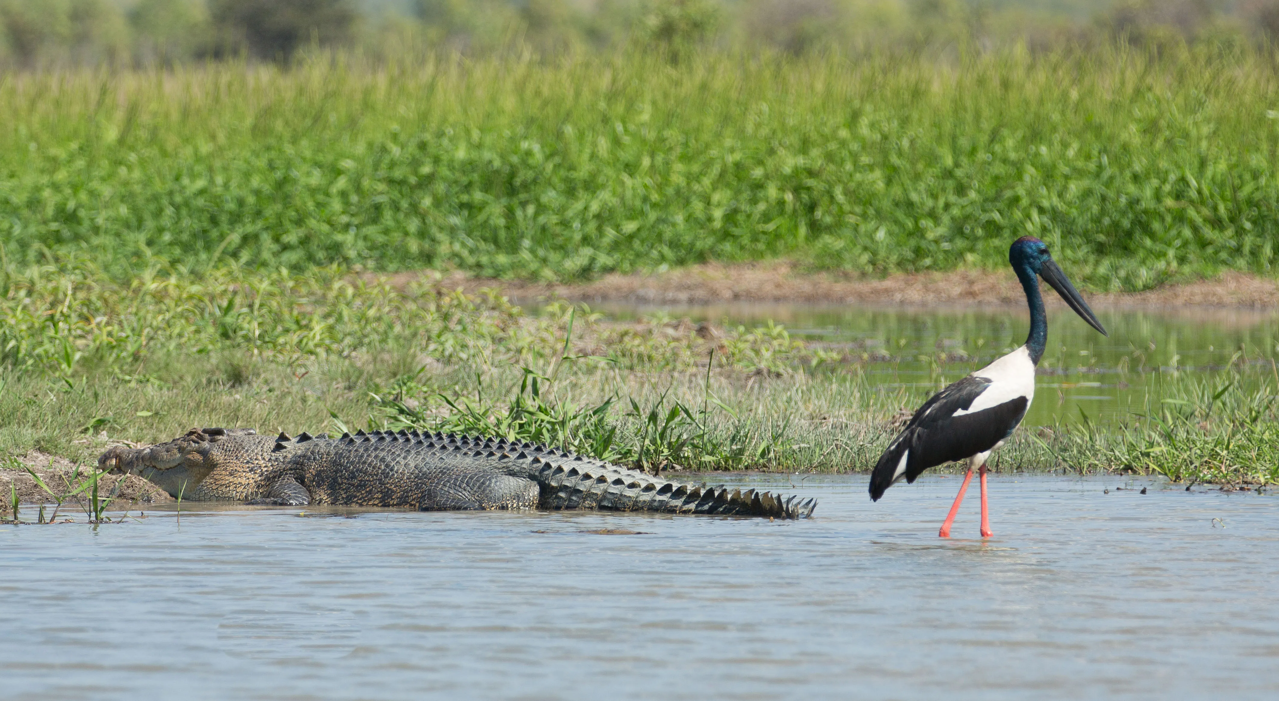 Corroboree Billabong Lunch Cruise - 2.5 Hours | Experience Oz-7