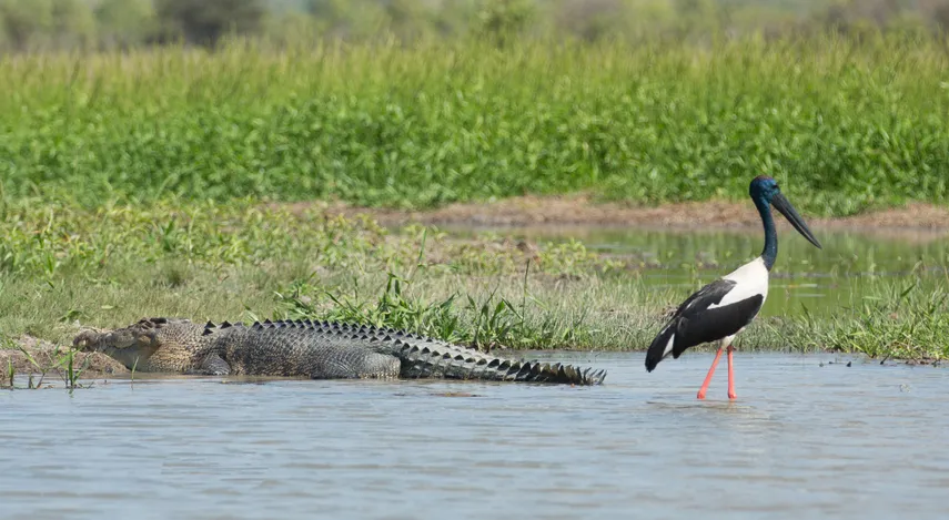 Corroboree Billabong Lunch Cruise - 2.5 Hours | Experience Oz