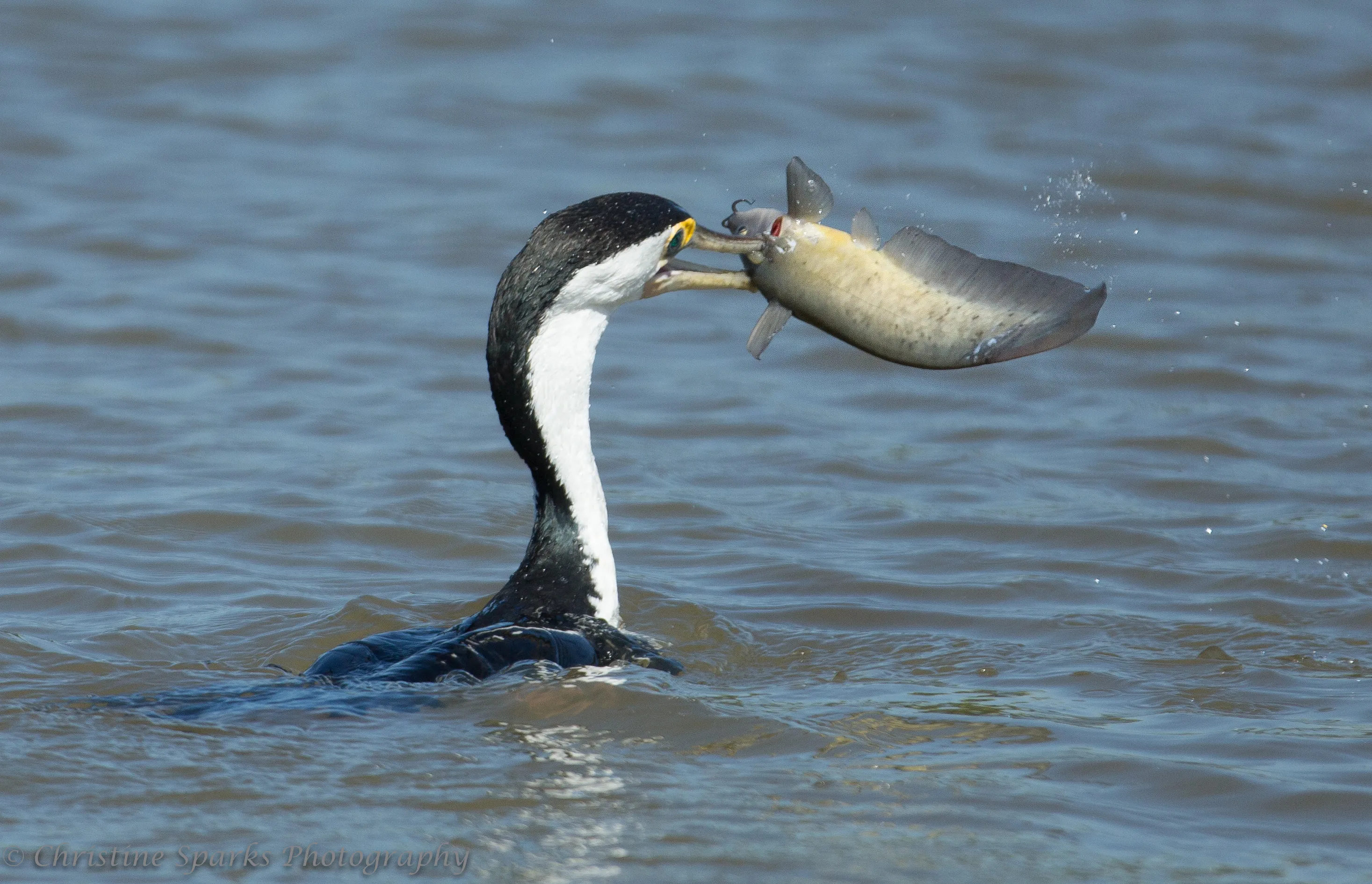 Corroboree Billabong Lunch Cruise - 2.5 Hours | Experience Oz-8