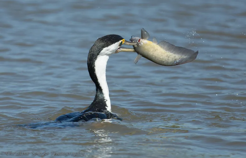 Corroboree Billabong Lunch Cruise - 2.5 Hours | Experience Oz