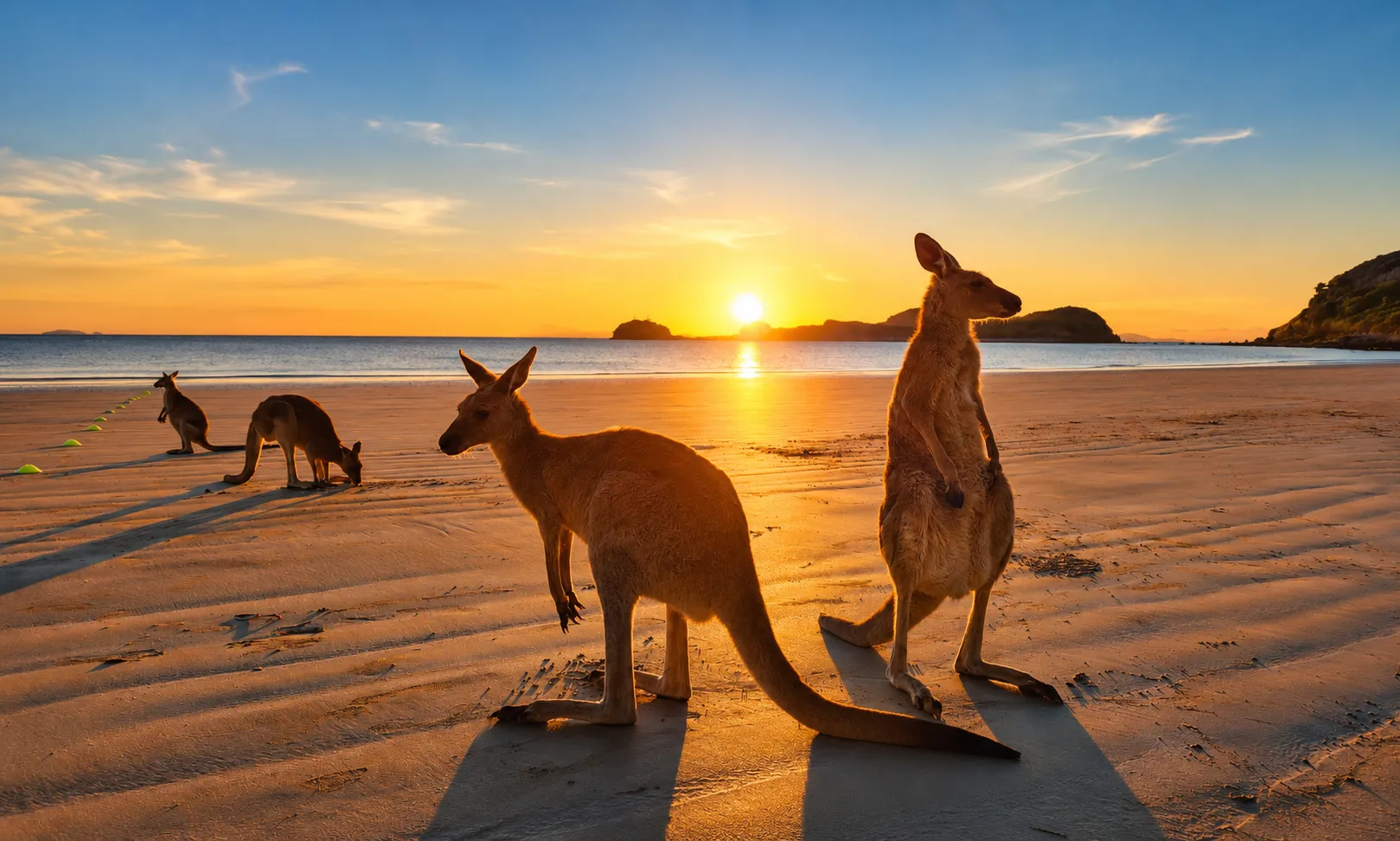 Cape Hillsborough Sunrise with Kangaroos | Experience Oz-2
