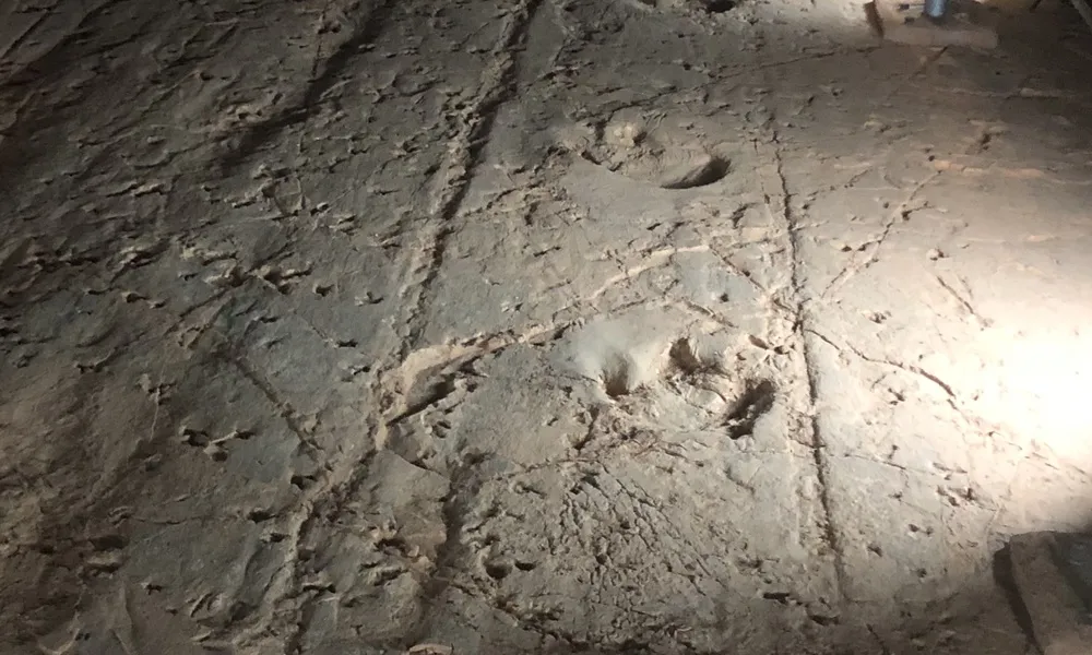  Dinosaur Stampede Outback Tour - 6.75 Hours | Experience Oz-2