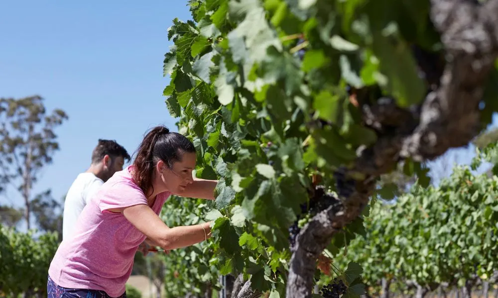 Granite Belt Estate Immersive Winemaking Experience - 2 Hours | Experience Oz-2