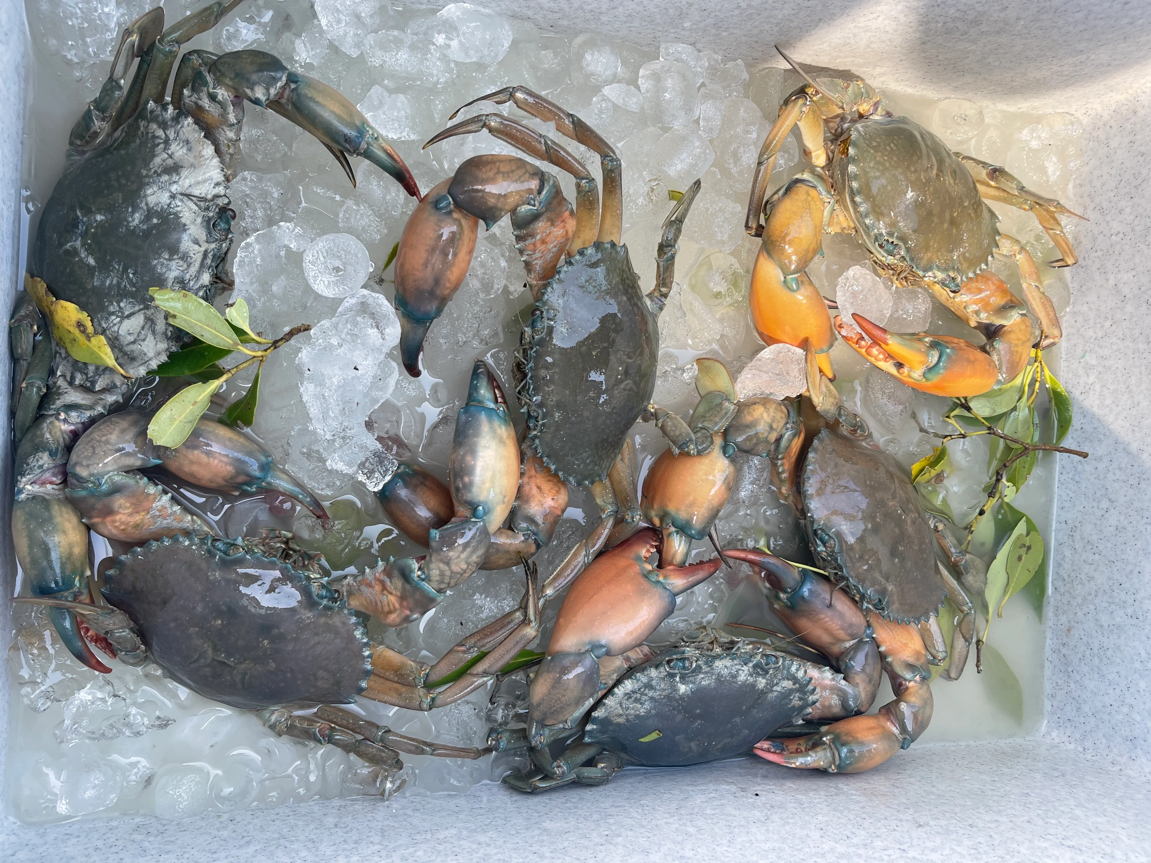 Broome Kimberley Mud Crabbing Cruise - 5 Hours | Experience OZ-5