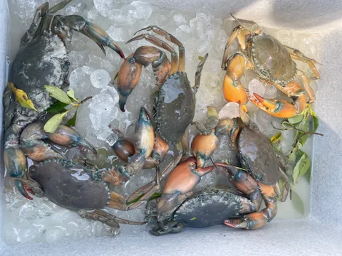 Broome Kimberley Mud Crabbing Cruise - 5 Hours