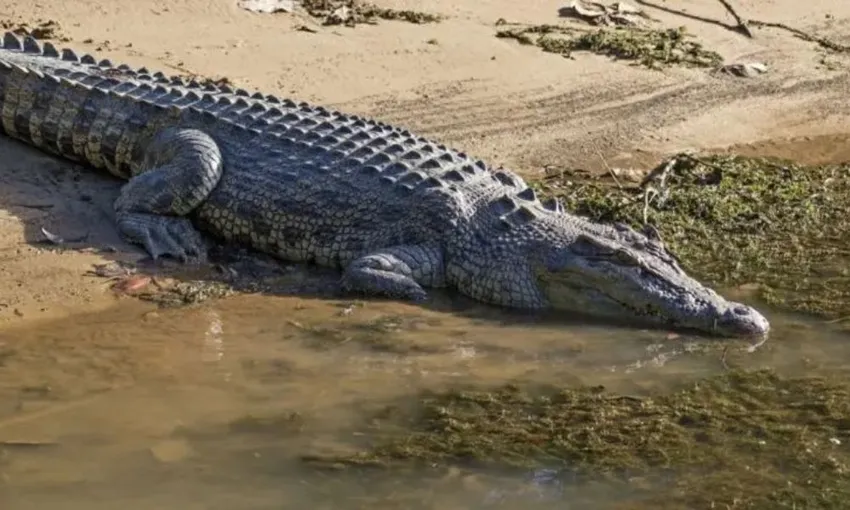 Daintree Village Crocodile Express Cruise - 1 Hour | Experience Oz