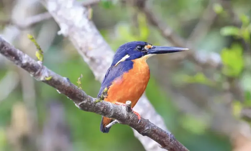 Daintree Village Crocodile Express Cruise - 1 Hour | Experience Oz