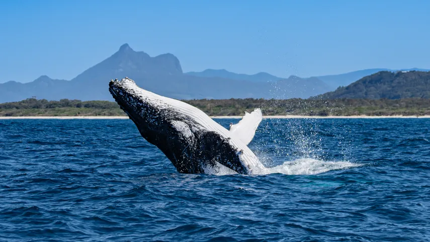 Tweed Heads Whale Watching Cruise - 2.5 Hours | Experience Oz