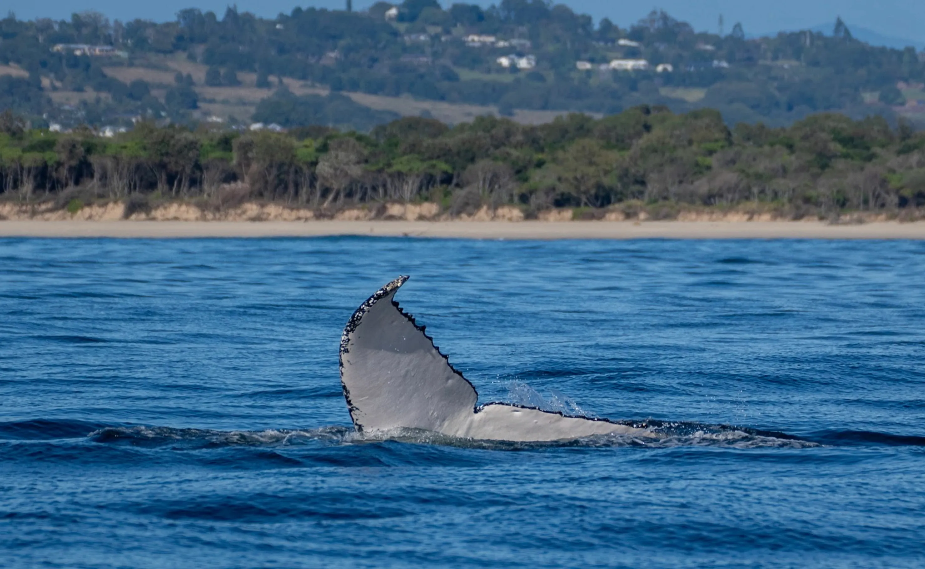 Tweed Heads Whale Watching Cruise - 2.5 Hours | Experience Oz-2