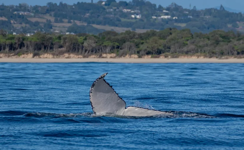 Tweed Heads Whale Watching Cruise - 2.5 Hours | Experience Oz