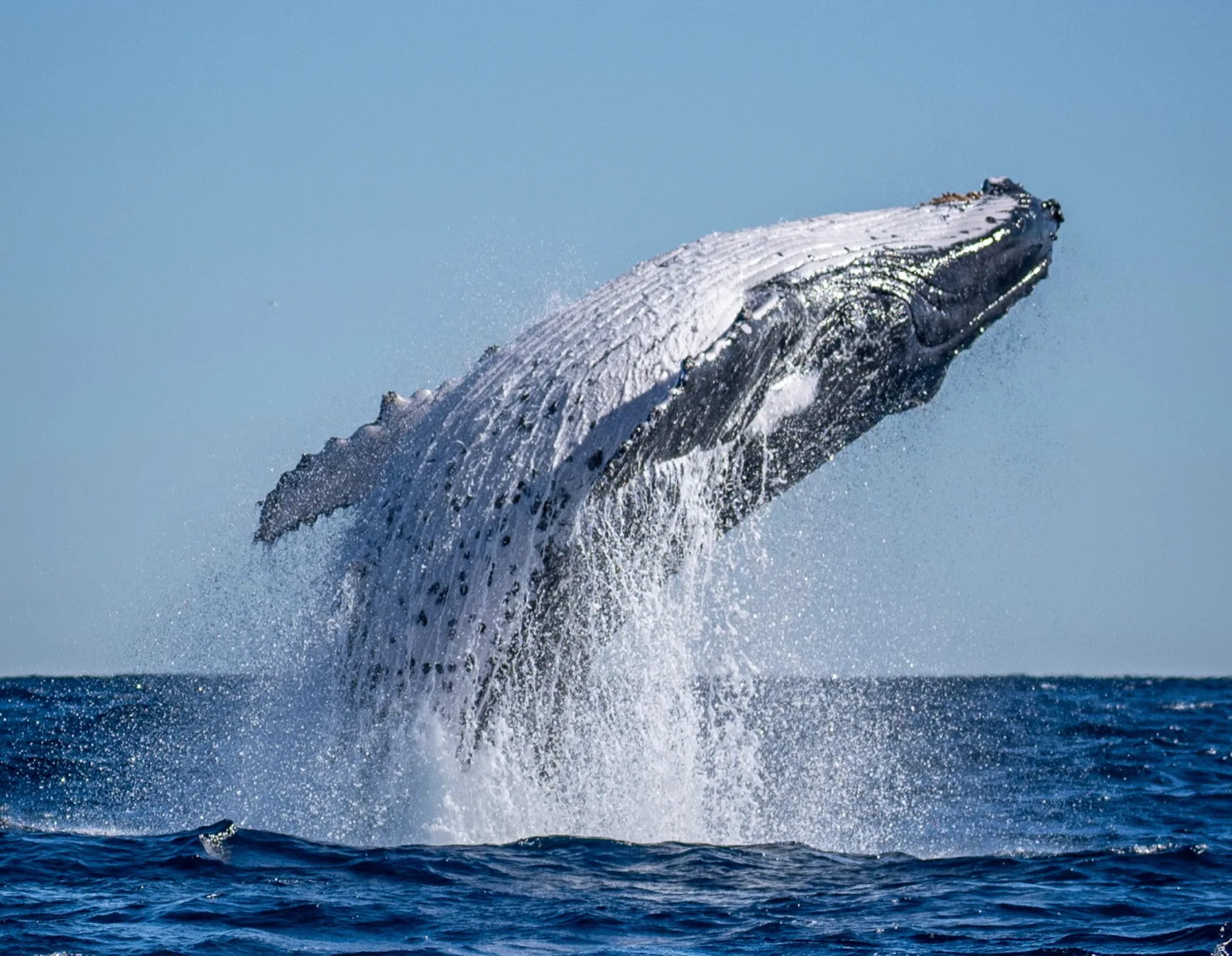 Tweed Heads Whale Watching Cruise - 2.5 Hours | Experience Oz-3
