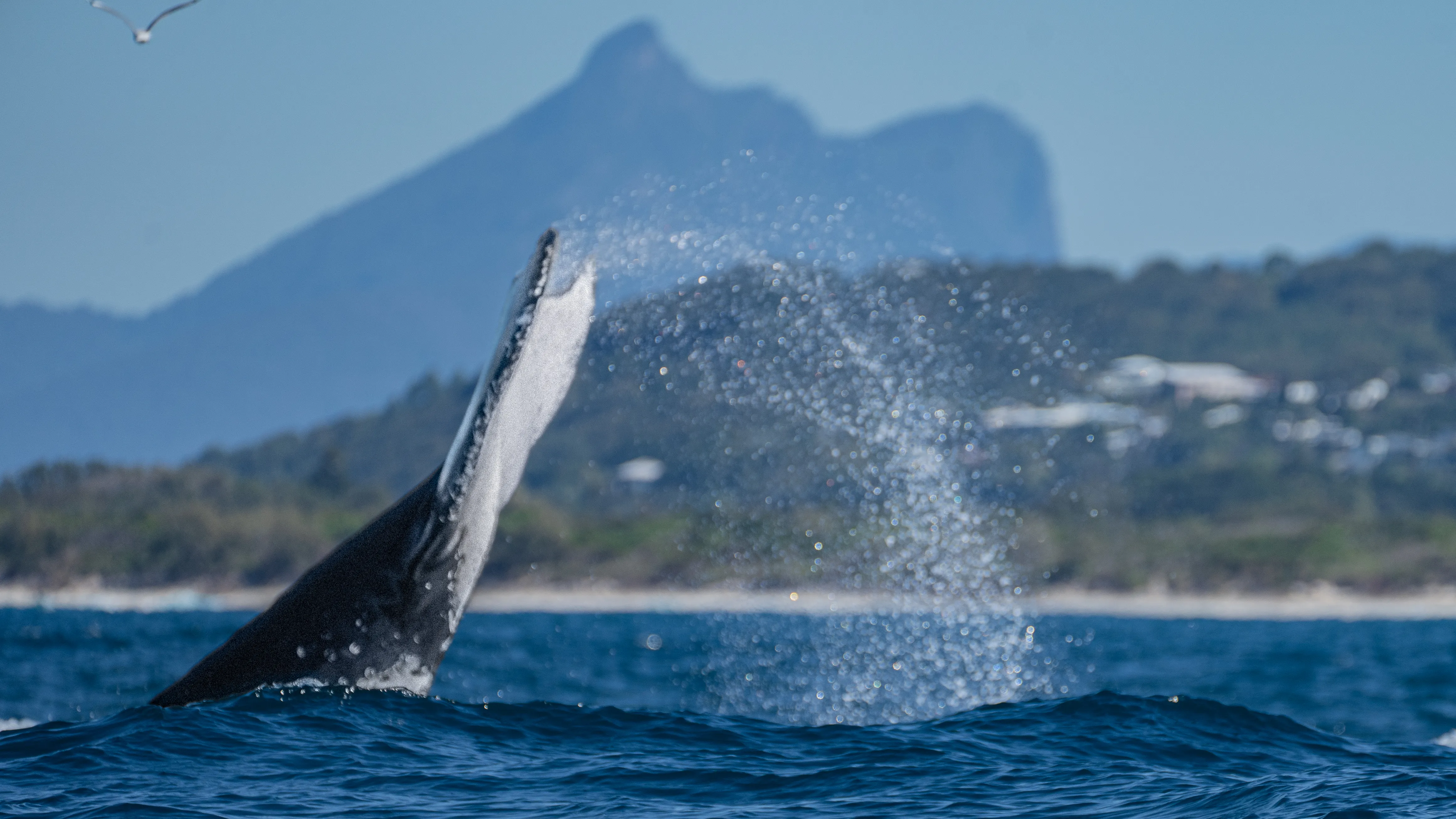 Tweed Heads Whale Watching Cruise - 2.5 Hours | Experience Oz-4