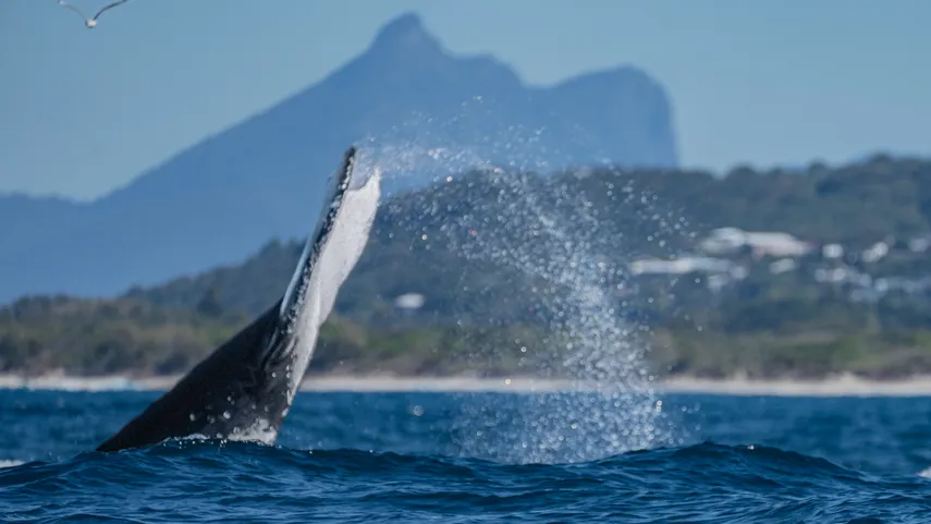 Tweed Heads Whale Watching Cruise - 2.5 Hours | Experience Oz