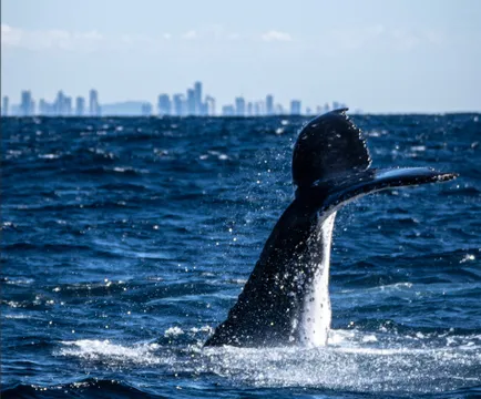 Tweed Heads Whale Watching Cruise - 2.5 Hours