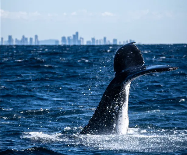 Tweed Heads Whale Watching Cruise - 2.5 Hours | Experience Oz