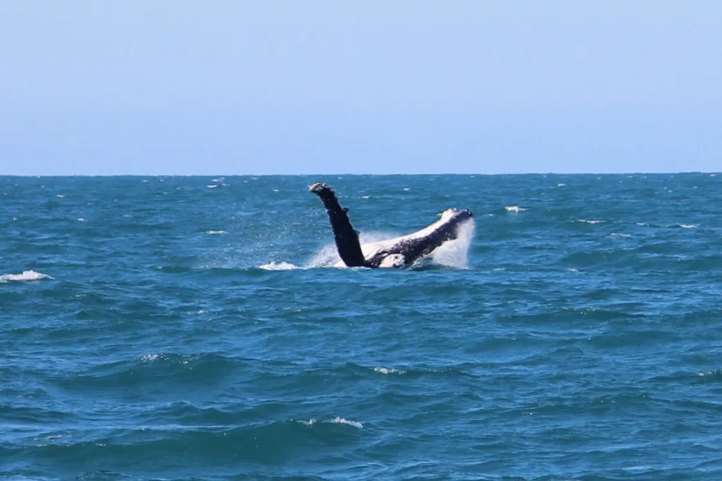 Townsville Whale Watching Cruise - 4 Hours | Experience Oz-4