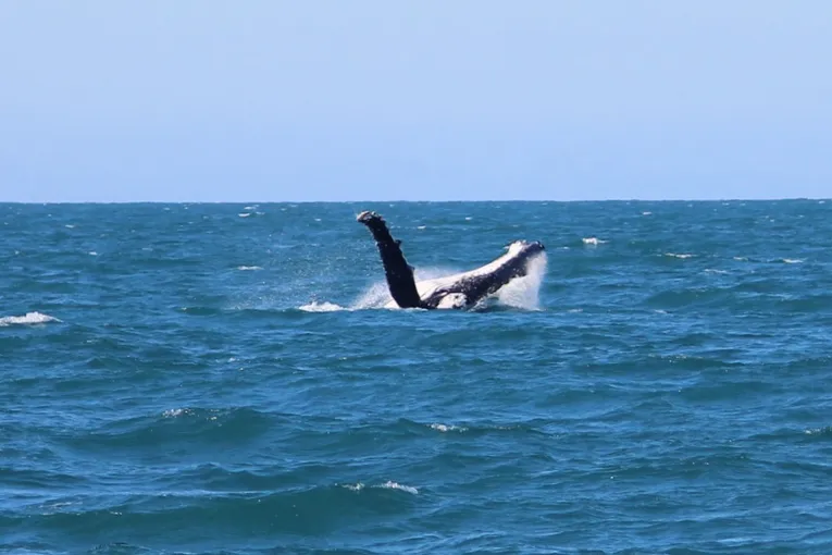Townsville Whale Watching Cruise - 4 Hours | Experience Oz