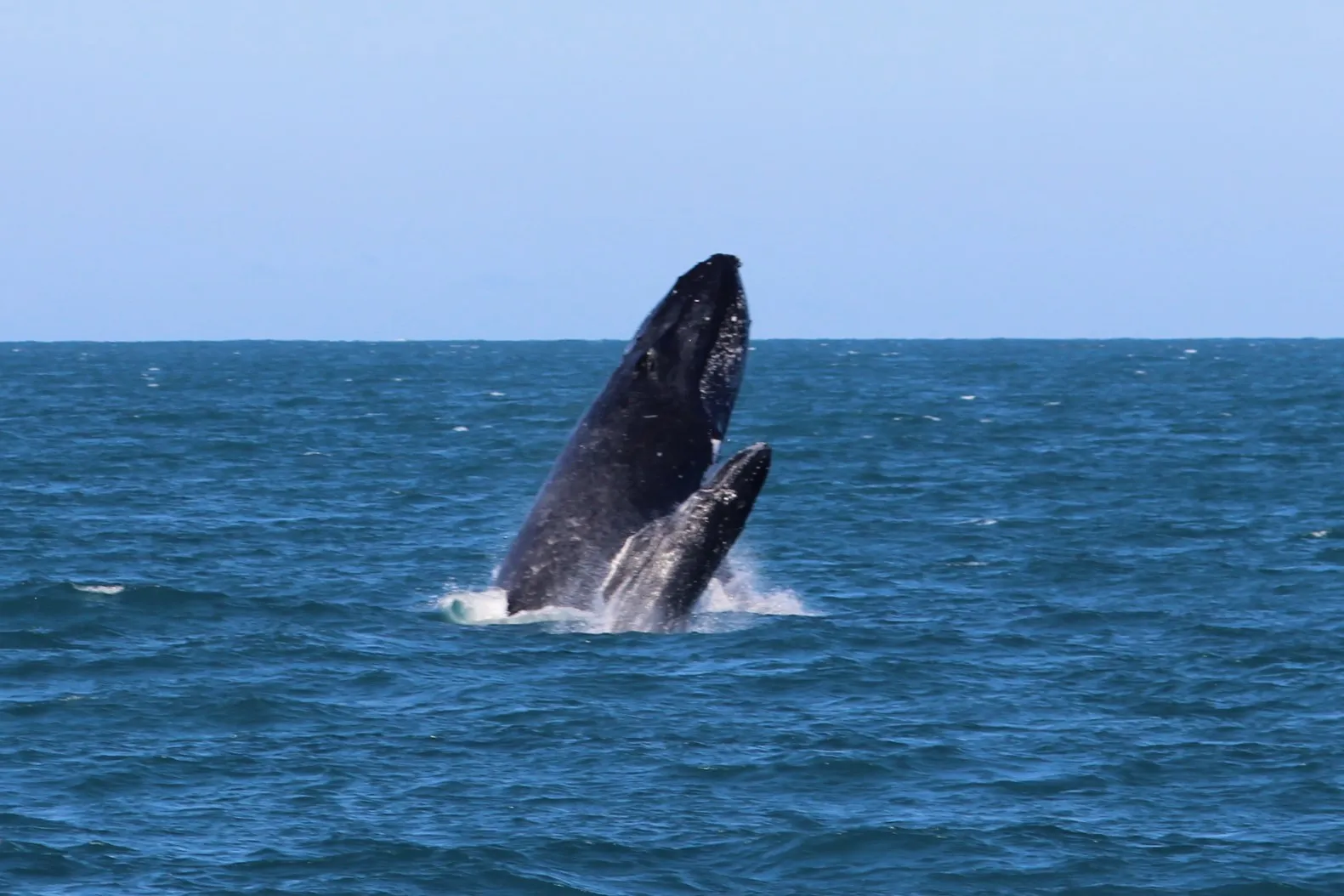 Townsville Whale Watching Cruise - 4 Hours | Experience Oz-2