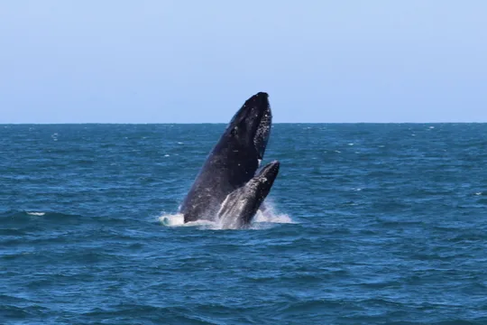 Townsville Whale Watching and Wildlife Cruise - 4 Hours
