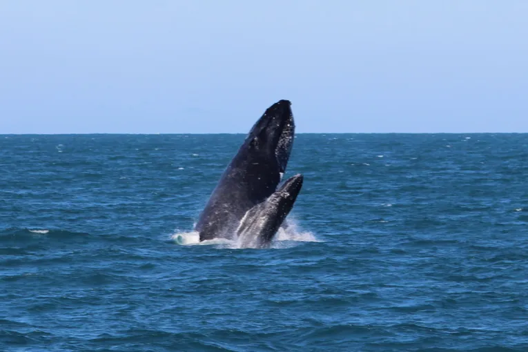 Townsville Whale Watching Cruise - 4 Hours | Experience Oz