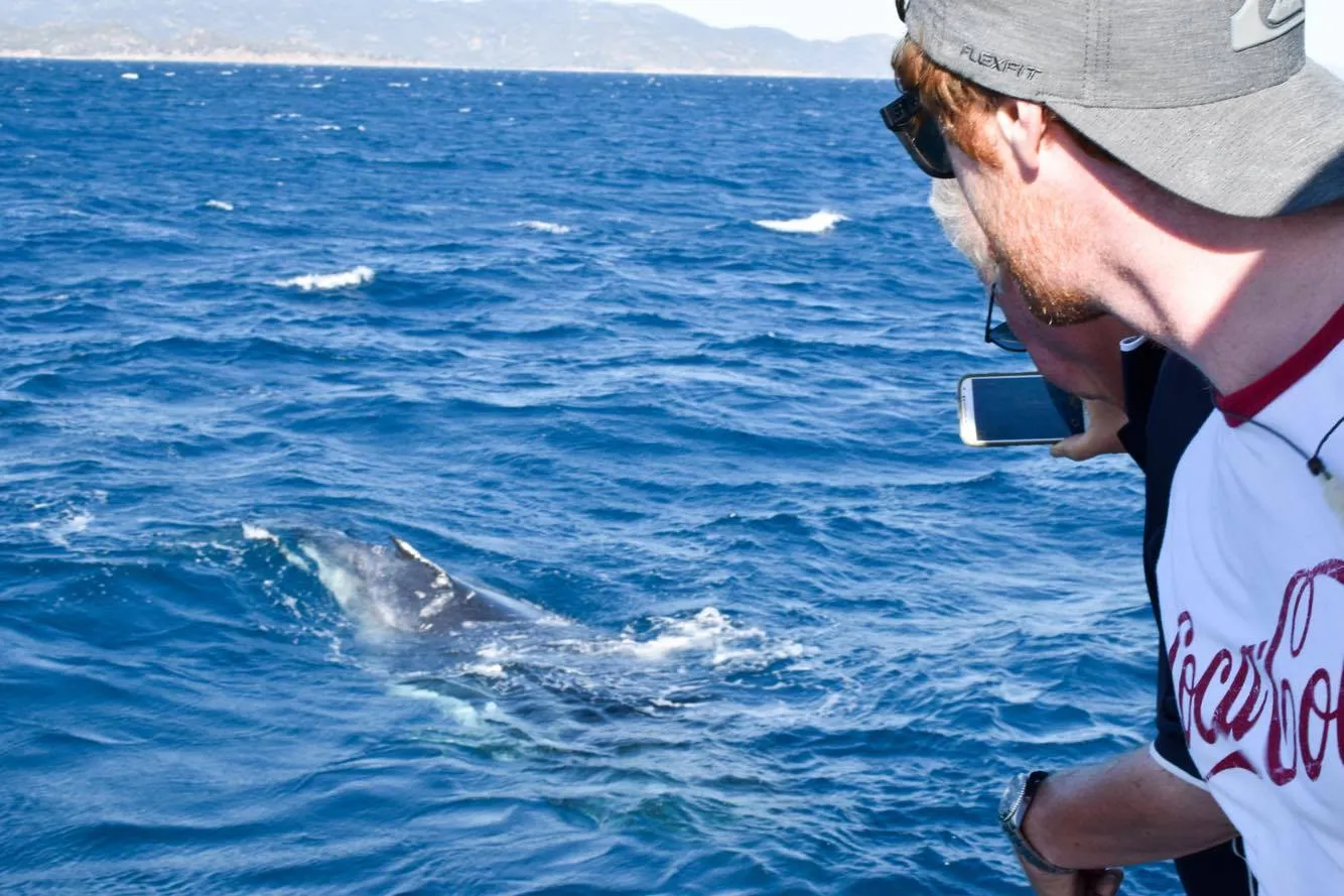 Townsville Whale Watching Cruise - 4 Hours | Experience Oz-7