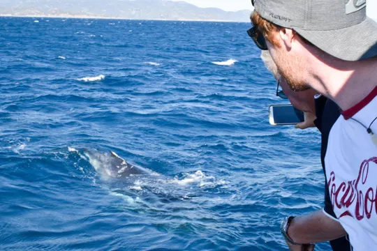Townsville Whale Watching and Wildlife Cruise - 4 Hours