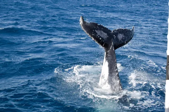 Townsville Whale Watching and Wildlife Cruise - 4 Hours