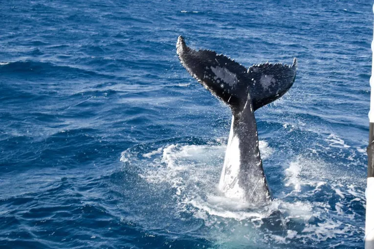 Townsville Whale Watching Cruise - 4 Hours | Experience Oz