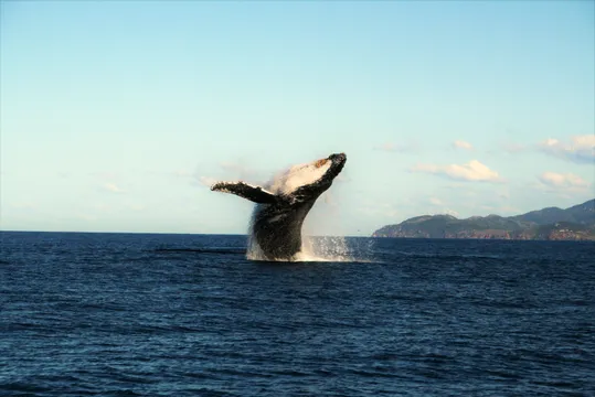 Townsville Whale Watching and Wildlife Cruise - 4 Hours