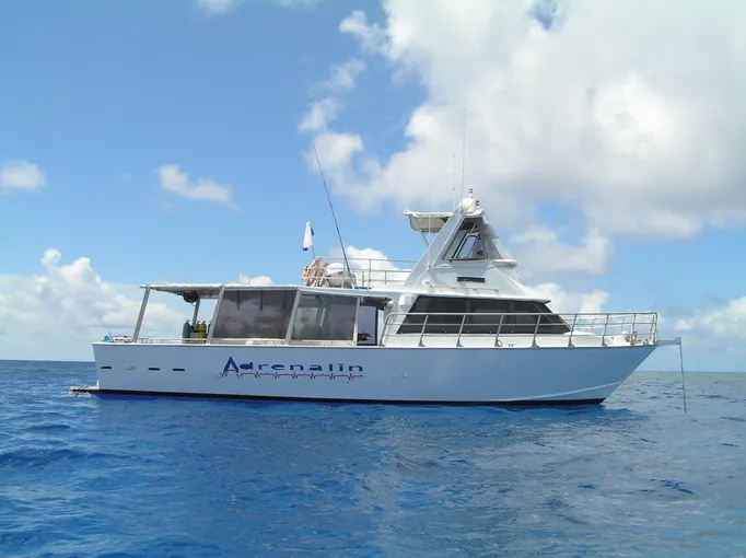 Townsville Whale Watching Cruise - 4 Hours | Experience Oz