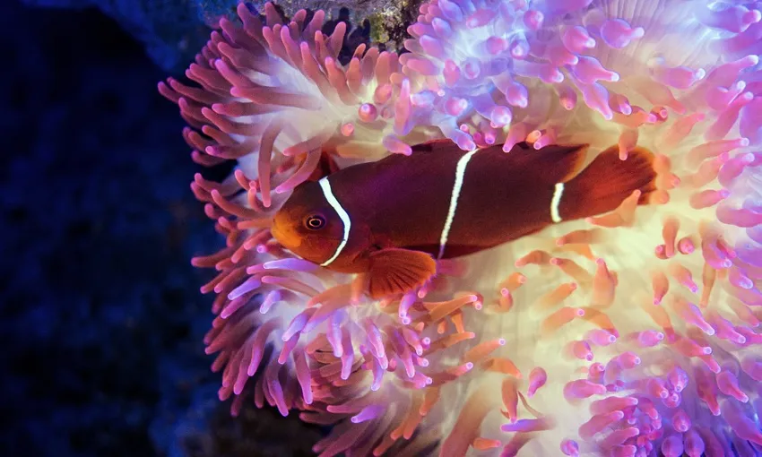 Aquarium By Twilight Guided Tour - 2 Hours | Experience Oz