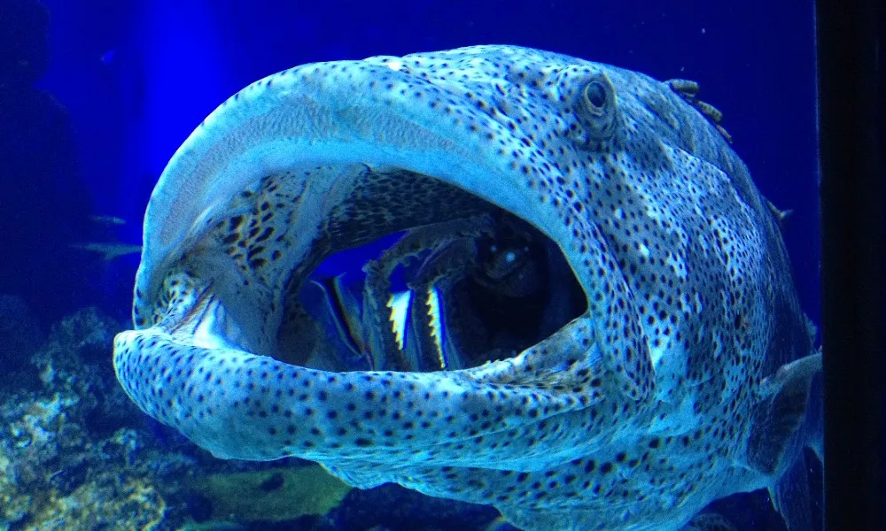 Aquarium By Twilight Guided Tour - 2 Hours | Experience Oz-10
