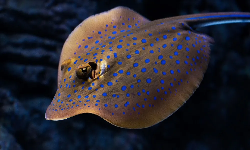 Aquarium By Twilight Guided Tour - 2 Hours | Experience Oz-8