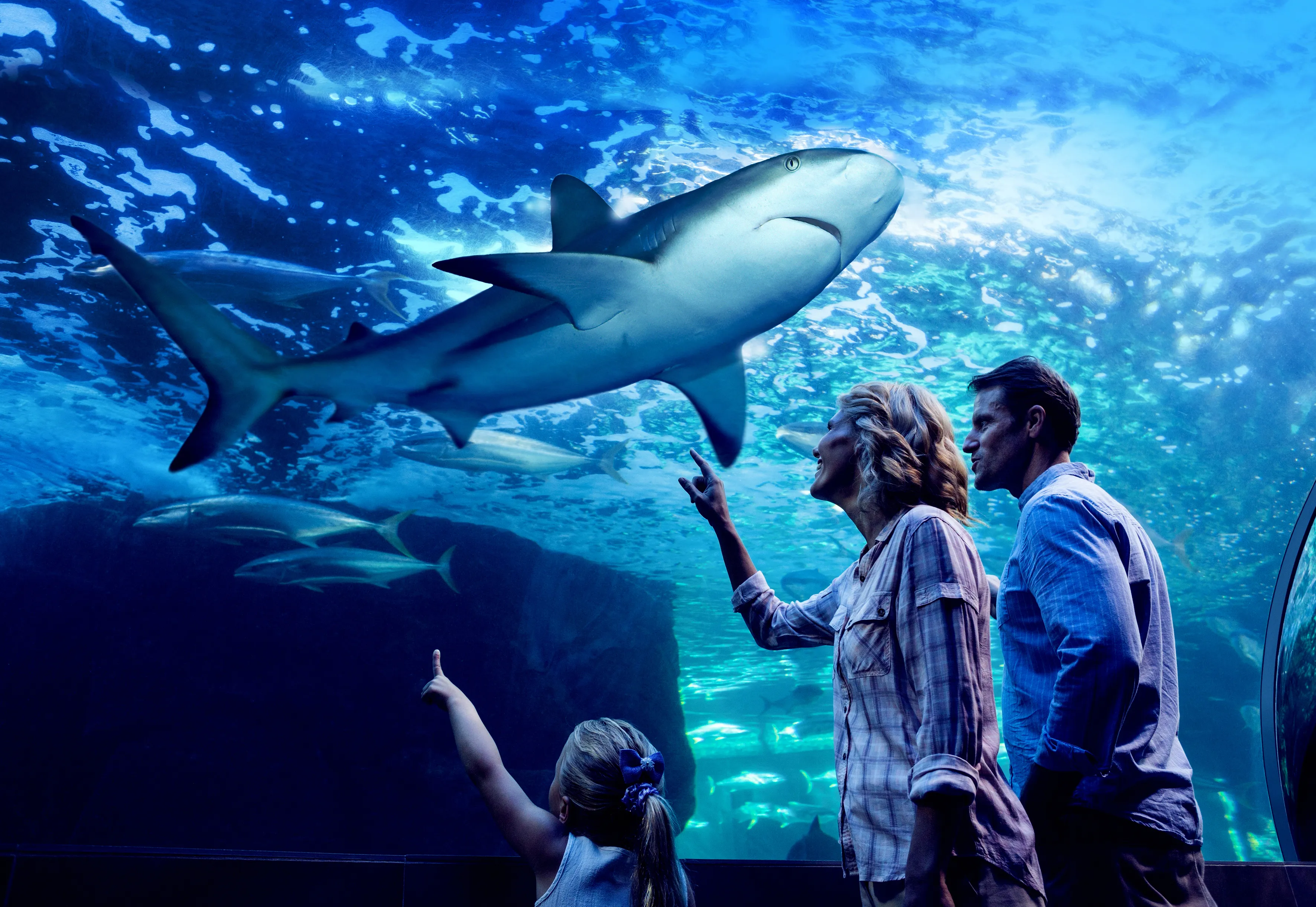 Aquarium By Twilight Guided Tour - 2 Hours | Experience Oz-1