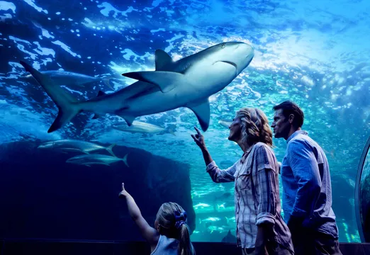 Aquarium By Twilight Guided Tour - 2 Hours
