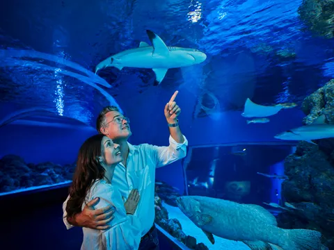 Night at the Aquarium Guided Tour - 90 Minutes