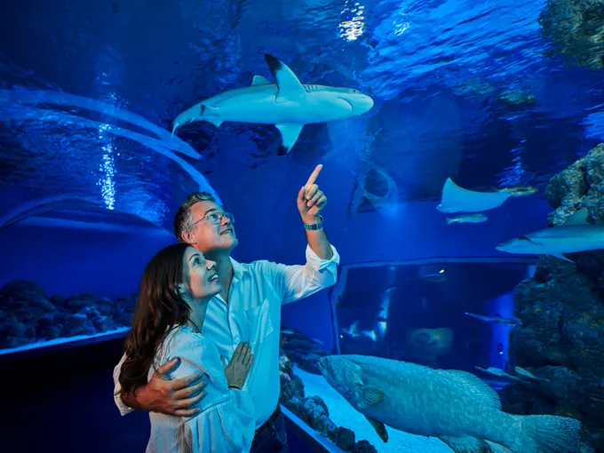 Night at the Aquarium Guided Tour - 90 Minutes | Experience Oz
