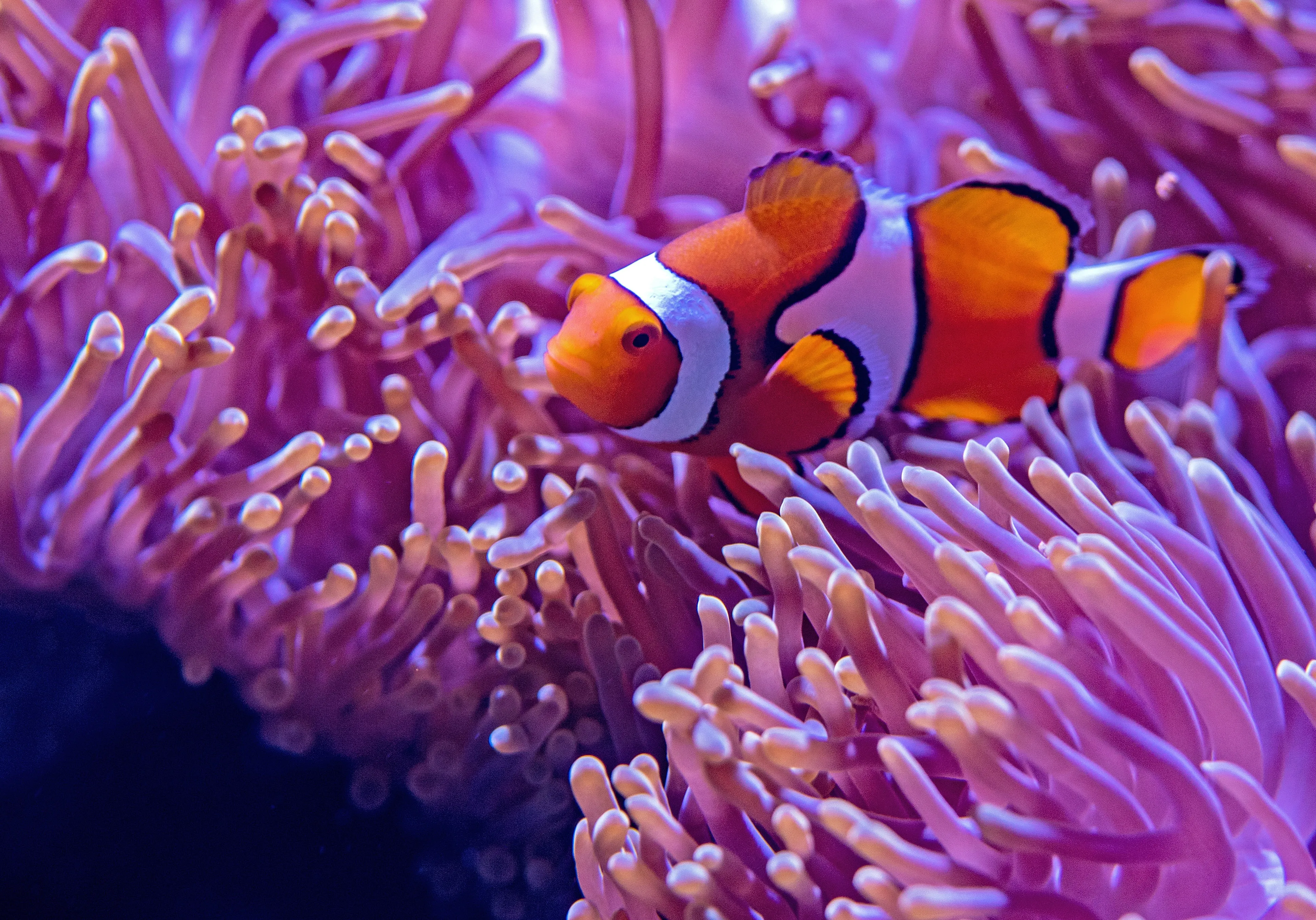 Night at the Aquarium Guided Tour - 90 Minutes | Experience Oz-2
