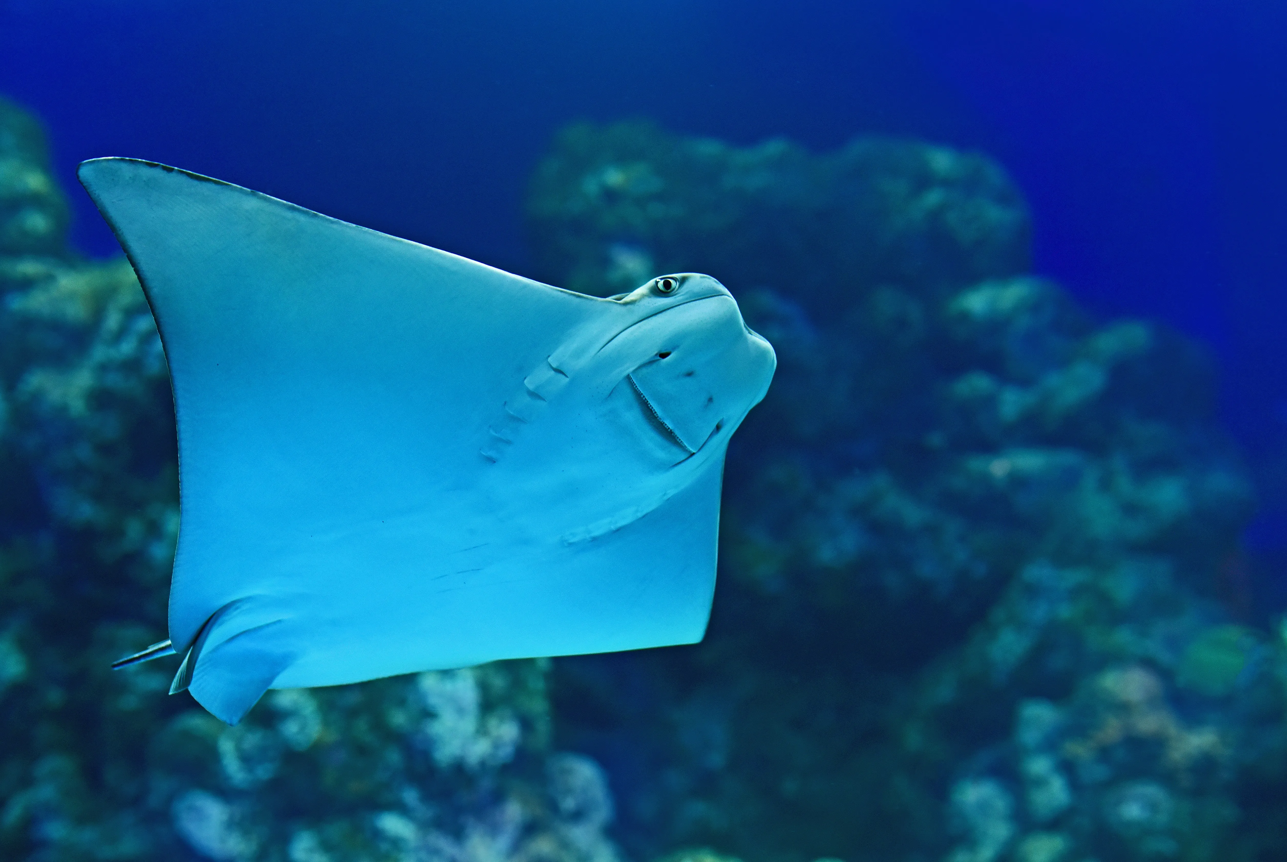 Night at the Aquarium Guided Tour - 90 Minutes | Experience Oz-5