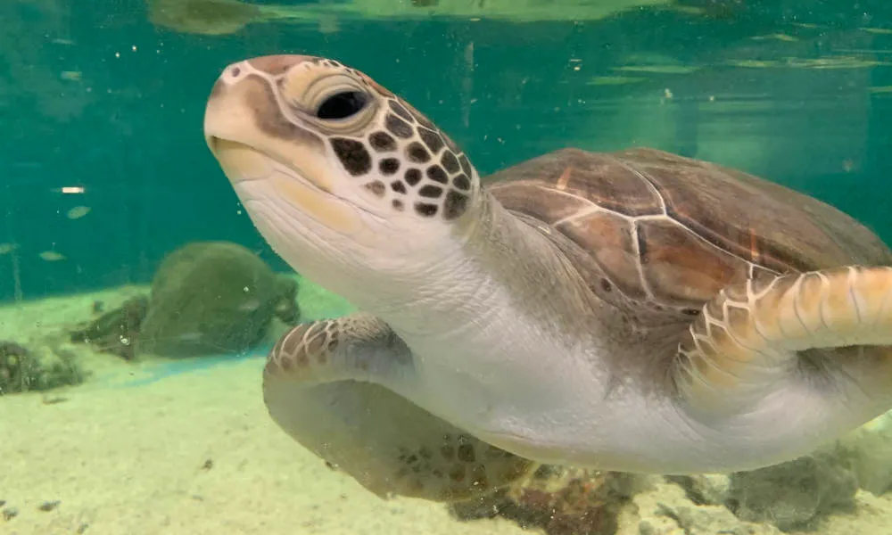 Marine Life Encounter Aquarium Guided Tour | Experience Oz-4