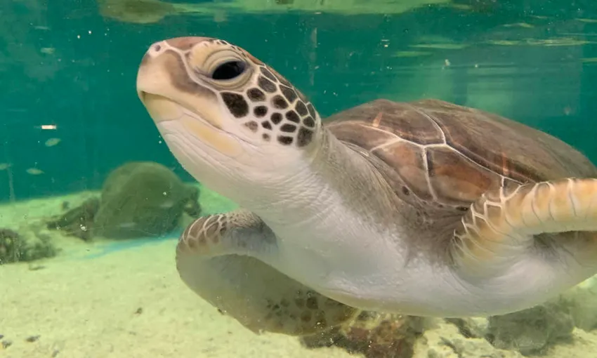 Marine Life Encounter Aquarium Guided Tour | Experience Oz